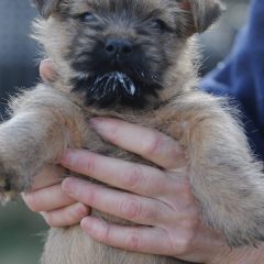 quarrydene puppies