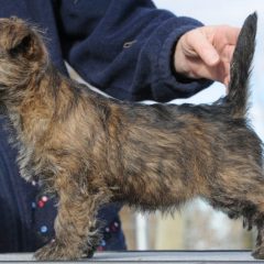quarrydene puppies